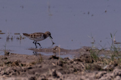 Calidris minuta