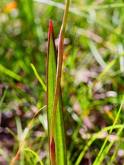 Thelymitra brevifolia