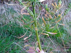 Reseda luteola image