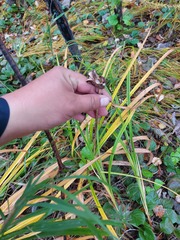 Hemerocallis minor