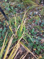 Hemerocallis minor