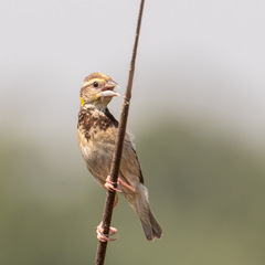 Ploceus benghalensis