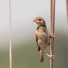 Ploceus benghalensis