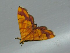 Cryptosara caritalis