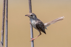 Prinia inornata