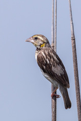 Ploceus benghalensis