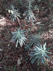Euphorbia amygdaloides