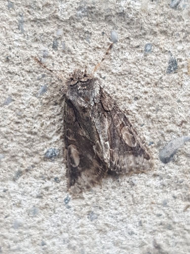 Allophyes oxyacanthae