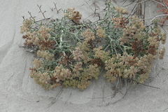Echinophora spinosa