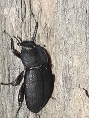 Tenebrionidae