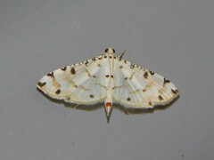 Pycnarmon cribrata