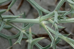 Echinophora spinosa