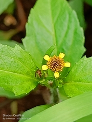 Acmella uliginosa