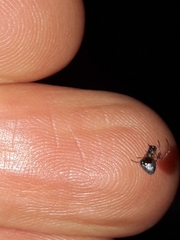 Argyrodes antipodianus