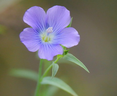 Linum usitatissimum