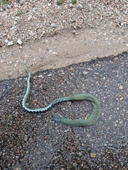 Natrix astreptophora