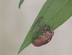 Cicadidae