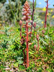 Orobanche minor