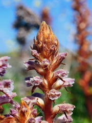 Orobanche minor