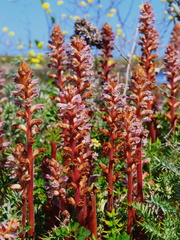 Orobanche minor