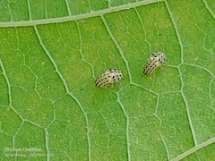 Psyllobora variegata