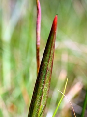 Thelymitra brevifolia