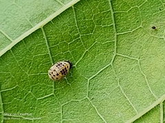 Psyllobora variegata