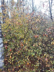 Rhododendron dauricum