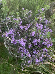 Prostanthera rotundifolia