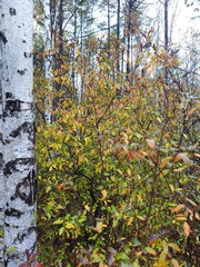 Rhododendron dauricum