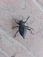 Blaps lusitanica