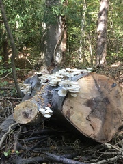 Mucidula
