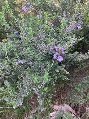 Prostanthera rotundifolia