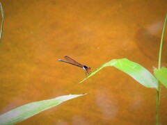 Pseudagrion pruinosum