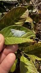 Phaiogramma stibolepida