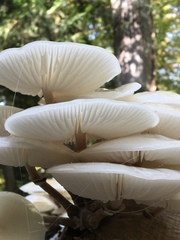 Mucidula