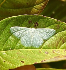 Phaiogramma stibolepida