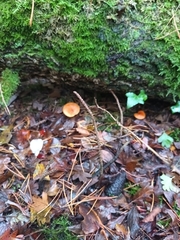 Lactarius subviscidus