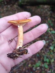 Lactarius subviscidus