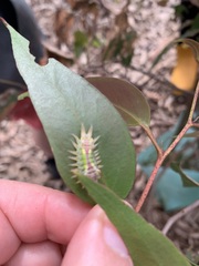 Doratifera oxleyi