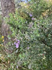 Prostanthera rotundifolia