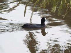 Fulica atra australis