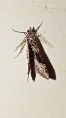 Epyaxa lucidata