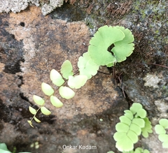 Adiantum philippense