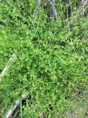 Galium gaudichaudii