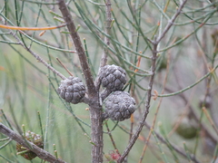 Allocasuarina muelleriana