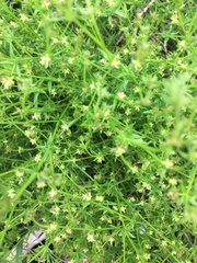 Galium gaudichaudii