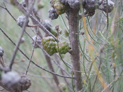 Allocasuarina muelleriana