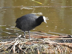 Fulica atra australis
