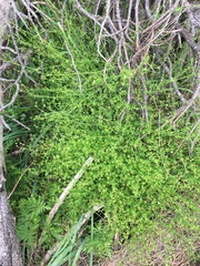 Galium gaudichaudii